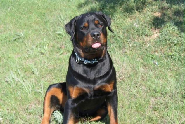 ratvelli satilir erkek disi var 11 ayliqdilar temiz midvesokdu yiyesin