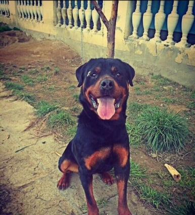 ratvelli satilir erkek disi var 11 ayliqdilar temiz midvesokdu yiyesin