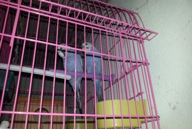 mehebbet quwlari her wey daxil tam saglam quwlardi erkek spre