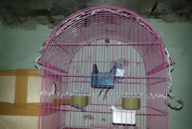 mehebbet quwlari her wey daxil tam saglam quwlardi erkek spre