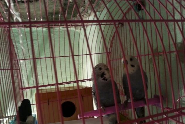 mehebbet quwlari her wey daxil tam saglam quwlardi erkek spre