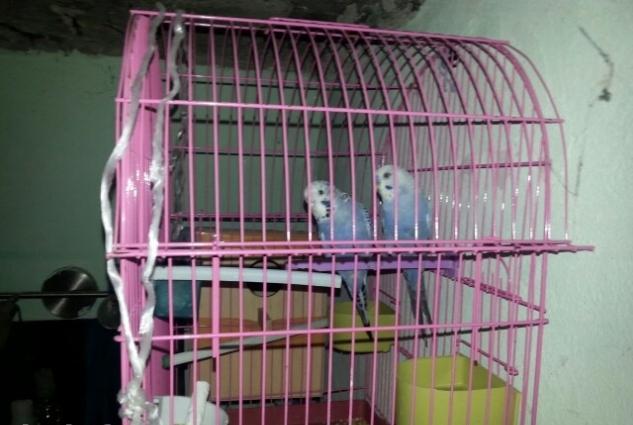 mehebbet quwlari her wey daxil tam saglam quwlardi erkek spre