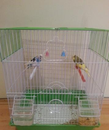 Qefesle yemleri ile beraber quslar satiram. Biri erkek biri diwidir.