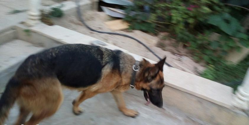 temiz nemeski afcarka diwidi 2 yaw yarimdi bir defe bala alinib ancag