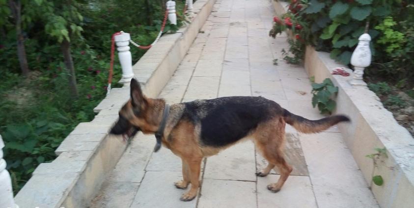 temiz nemeski afcarka diwidi 2 yaw yarimdi bir defe bala alinib ancag