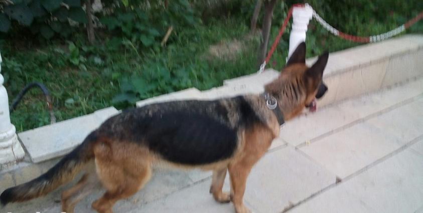 temiz nemeski afcarka diwidi 2 yaw yarimdi bir defe bala alinib ancag