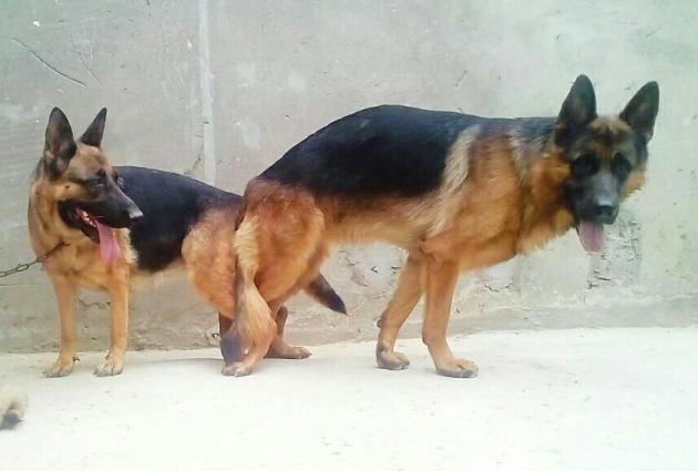 Bu cutlukden olacaq balalari isteyen Bron ede biler.