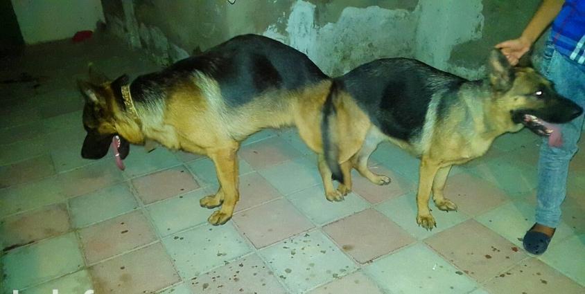 Bu cutlukden olacaq balalari isteyen Bron ede biler.