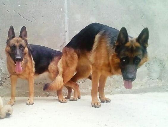 Bu cutlukden olacaq balalari isteyen Bron ede biler.