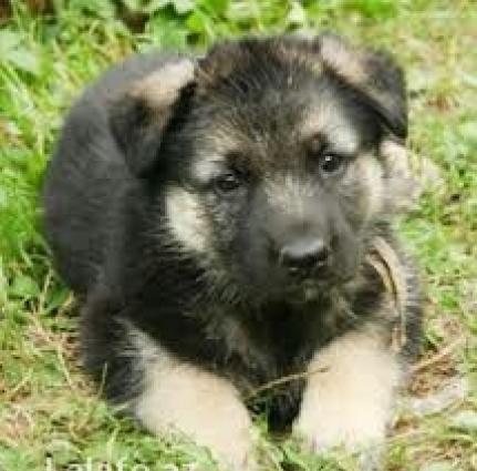 Щенки восточн-европейской овчарки. Возраст 1 месяц. Кобель.Стартовая ц