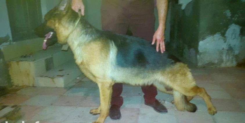 Bu cutlukden olacaq balalari isteyen Bron ede biler.