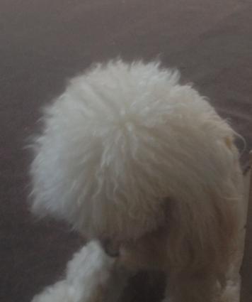 Ag pudel balasi 11aylig.tam saglam oynagan ev balasi.