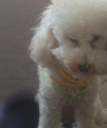 Ag pudel balasi 11aylig.tam saglam oynagan ev balasi.