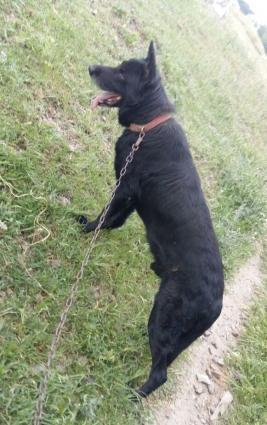 zil qara erkey avcarka. 3 yawi olcey erkeydi. bele hundurluyde avcarka