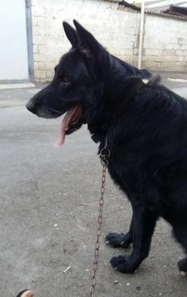 zil qara erkey avcarka. 3 yawi olcey erkeydi. bele hundurluyde avcarka