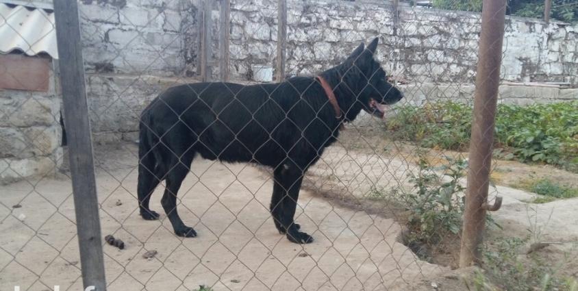 zil qara erkey avcarka. 3 yawi olcey erkeydi. bele hundurluyde avcarka