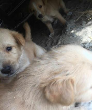 coban iti balalari emin ellere pulsuz verilir saxlamaga yerim yoxdu ye