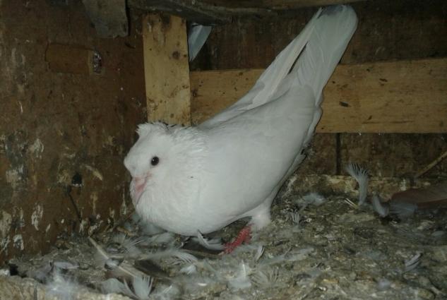 satilir wekilda gorduyunuz 3 quwdar ucude erkaydi tek tekda wekillarin