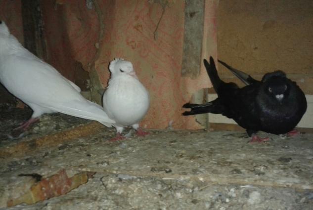 satilir wekilda gorduyunuz 3 quwdar ucude erkaydi tek tekda wekillarin