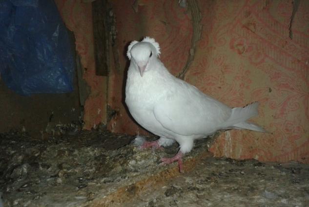 satilir wekilda gorduyunuz 3 quwdar ucude erkaydi tek tekda wekillarin