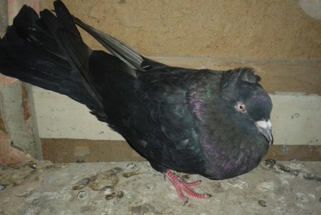 satilir wekilda gorduyunuz 3 quwdar ucude erkaydi tek tekda wekillarin