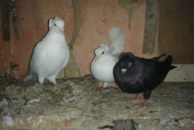 satilir wekilda gorduyunuz 3 quwdar ucude erkaydi tek tekda wekillarin