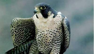 Shahin qushu satilir