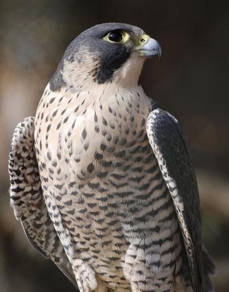 Shahin qushu satilir