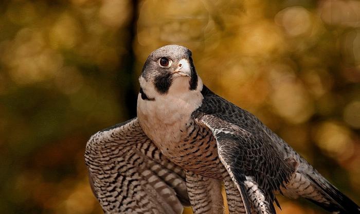 Shahin qushu satilir