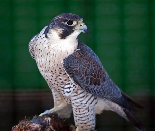 Shahin qushu satilir