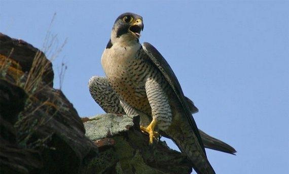 Shahin qushu satilir