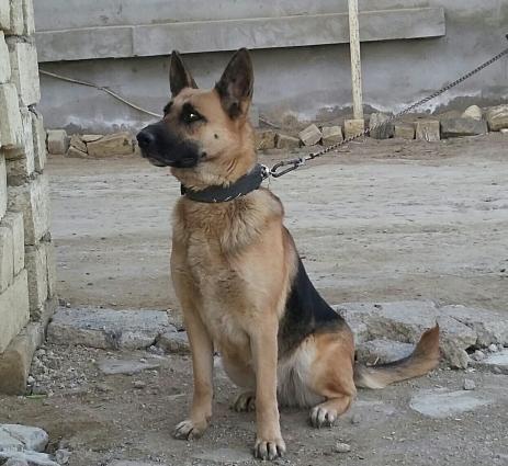 ükünüde satıram tam sağlam itlerdi yer olmadığından satıram qiymetde