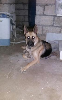 ükünüde satıram tam sağlam itlerdi yer olmadığından satıram qiymetde