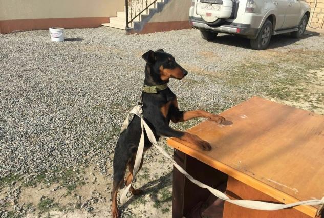 ükünüde satıram tam sağlam itlerdi yer olmadığından satıram qiymetde