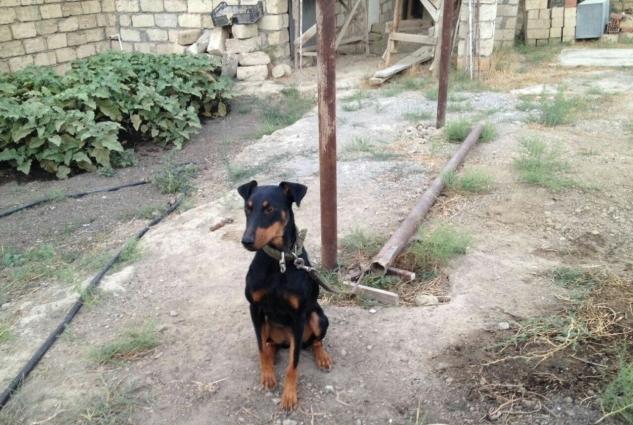 ükünüde satıram tam sağlam itlerdi yer olmadığından satıram qiymetde