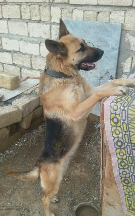 ükünüde satıram tam sağlam itlerdi yer olmadığından satıram qiymetde