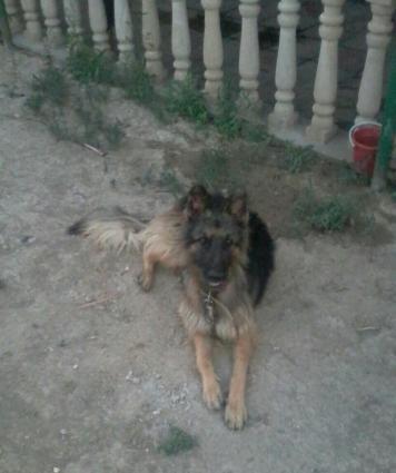 ükünüde satıram tam sağlam itlerdi yer olmadığından satıram qiymetde