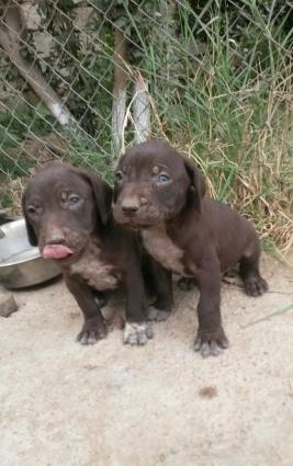 kurchxar kuchukleri satiram. bir ay yarimliqdir.erkek ve dishidir.