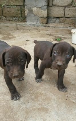 kurchxar kuchukleri satiram. bir ay yarimliqdir.erkek ve dishidir.