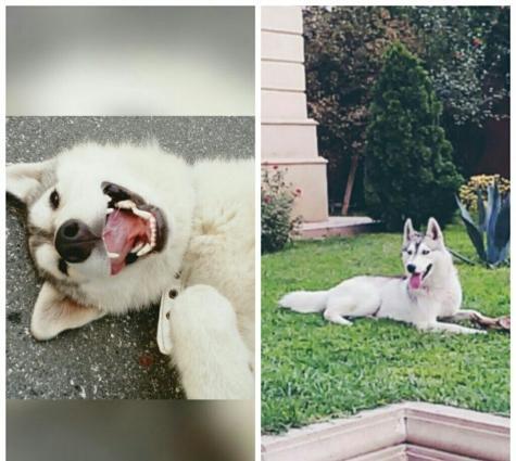 Sibirski Husky Rusiyadan alinib . Coxly yariw medallari var telim keci