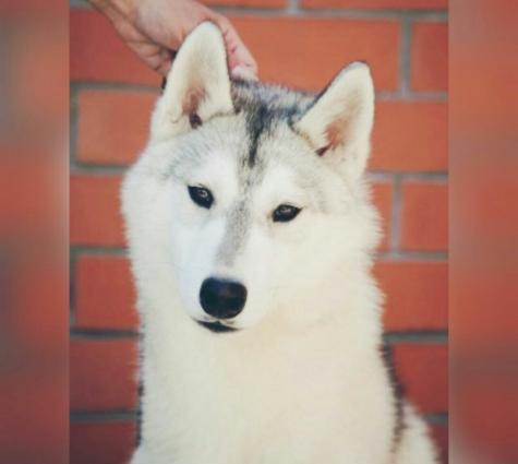 Sibirski Husky Rusiyadan alinib . Coxly yariw medallari var telim keci