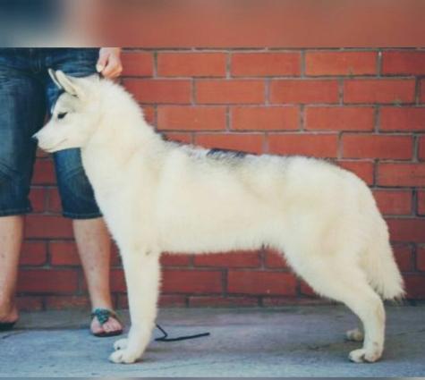 Sibirski Husky Rusiyadan alinib . Coxly yariw medallari var telim keci