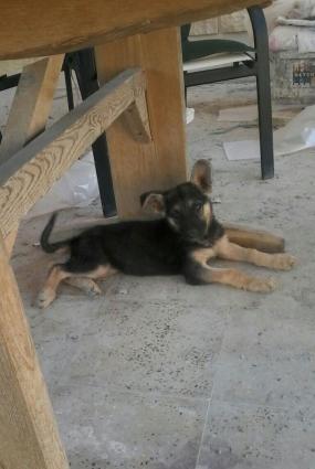 Temiz nemecski afcarka balasidi 2 ayliqdi diwidi ata anasi men