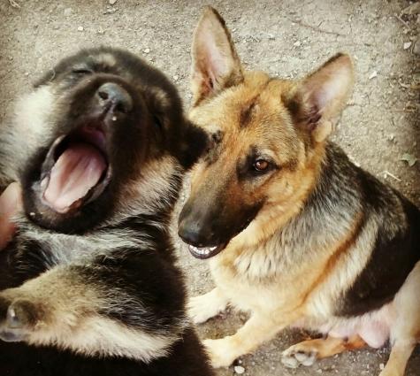 Temiz Nemesiski Avçarka satilir.