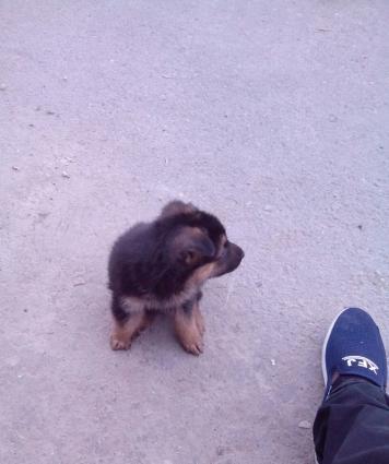 Temiz Nemesiski Avçarka satilir.