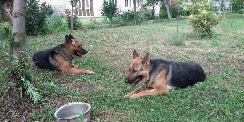 Temiz Nemesiski Avçarka satilir.