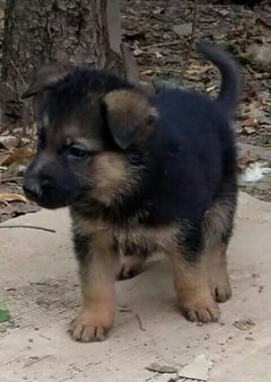 Temiz Nemesiski Avçarka satilir.