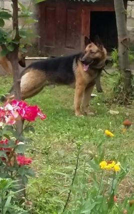 Temiz Nemesiski Avçarka satilir.