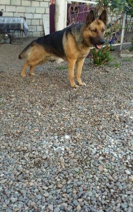 Temiz Nemesiski Avçarka satilir.