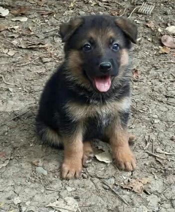 Temiz Nemesiski Avçarka satilir.